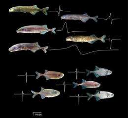 Jump in communication skills led to species explosion in electric fishes 