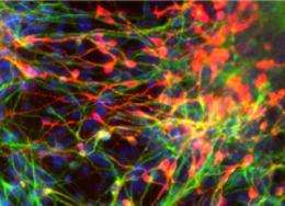 Scientists create stable, self-renewing neural stem cells