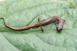 Researchers turn to museums to track down clues in mysterious amphibian declines
