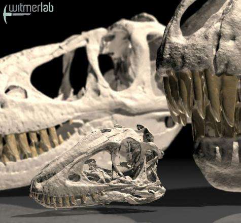 Immature skull led young tyrannosaurs to rely on speed, agility to catch prey