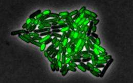 Caltech Researchers Find Pulsating Response to Stress in Bacteria