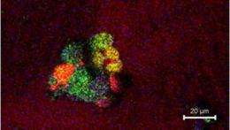 New method for imaging molecules inside cells