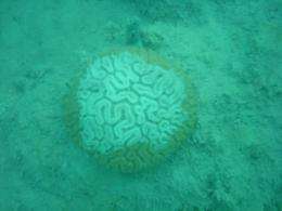 New study shows that Florida's reefs cannot endure a 'cold snap'