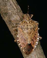 Researchers develop stink bug monitoring tool