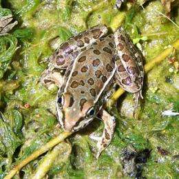 Researchers find genes that help frogs resist fungus