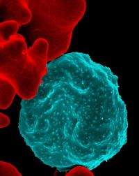 Scientists find genetic basis for key parasite function in malaria