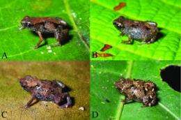 World's smallest frogs discovered in New Guinea