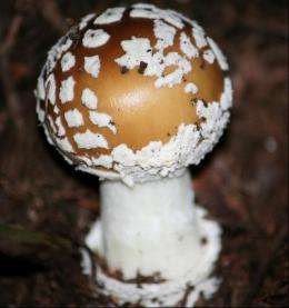 International team to sequence genomes of fungi