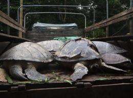 6 Chinese charged for turtle catch in Philippines (AP)