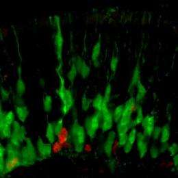 Neuroscientists find genetic trigger that makes stem cells differentiate in nose epithelia