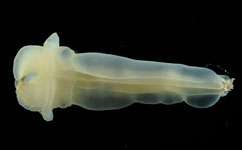 New species of 'spiral poo worms' found in the Atlantic