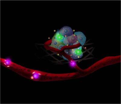 Researchers provide means of monitoring cellular interactions