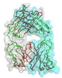 Scientists identify broad and potent HIV antibodies that mimic CD4 binding