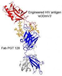 Scientists reveal surprising picture of how powerful antibody neutralizes HIV