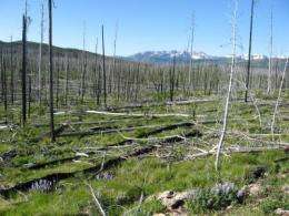 Climate-change-induced wildfires may alter Yellowstone forests