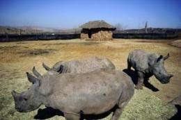 Conservationists say rhino poaching in South Africa has hit a record high