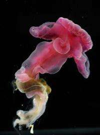 New species of 'spiral poo worms' found in the Atlantic