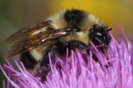 Scientists rediscover rarest US bumblebee