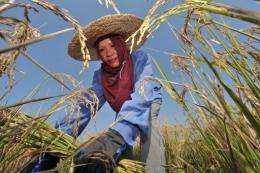 The International Rice Research Institute is calling for rice farmers to cut back on their use of pesticides
