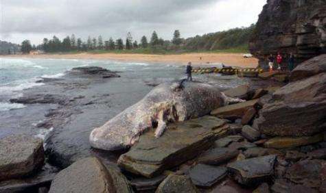 A 12 tonne Sperm whale carcass washed up on Sydney's Northern Beaches is proving difficult to shift