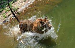 A 12-year-old Sumatran tiger jumps into the water within its enclosure at Ragunan Zoo