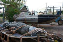 A 4.5-metre-long crocodile caught at Corroboree Billabong in Mary River National Park near Darwin