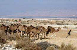 A Bedouin Arab man walks with his camels in the Jordan Valley near the border with the occupied West Bank