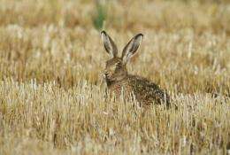A challenging decade for Britain's mammals