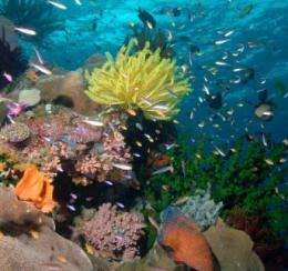 A coral reef brimming with life is seen in the Coral Sea off Australia's northeast coast