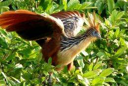 Across the Atlantic on flotsam: New fossil findings shed light on the origins of the mysterious bird Hoatzin