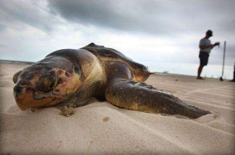 A dead sea turtle is seen after it was pulled out of the surf in Waveland, Mississippi