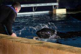 A female killer whale captured in the North Sea began a new life in the Canary Islands on Wednesday