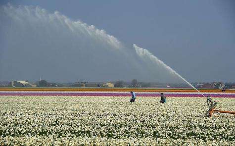 A field of flowers is irrigated