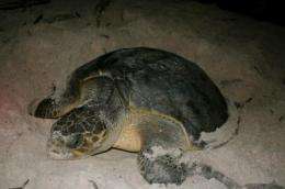 Africa's sea turtles need passports for protection