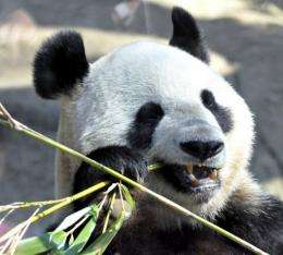 A giant panda can normally live for 22 years in captivity