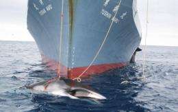 Agriculture and fisheries minister Michihiko Kano said Japan will go ahead with its annual whale hunt in Antarctica