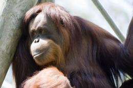 A happy life is a long one for orangutans 