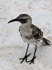 A hitchhiker's guide to the Gal&aacute;pagos: co-evolution of Gal&aacute;pagos mockingbirds and their parasites
