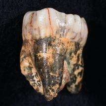 A hominid tooth found in South Africa
