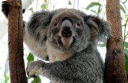 A koala displaced by flood waters recovers in an emergency shelter in Brisbane