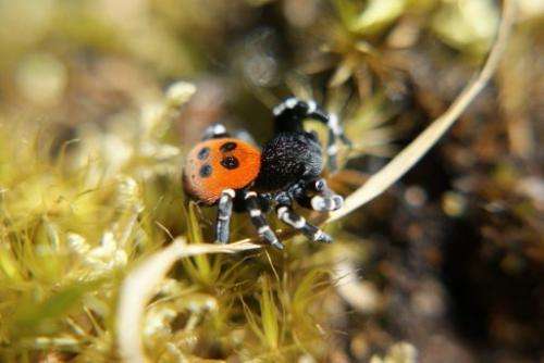 A ladybird spider, Britain rarest spider species