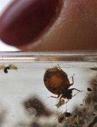 Alarming combo: Bedbugs with 'superbug' germ found (AP)