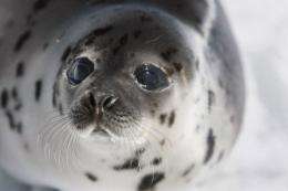Alaska seals have been suffering from skin lesions, hair loss and skin ulcers