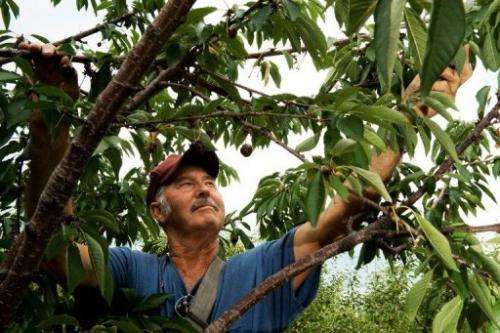 Albert DeWees, the Forman of the Catoctin Mountain Orchard, hand picks cherries in Thurmont, Maryland