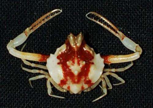 A likely new species of Iphiculus crab