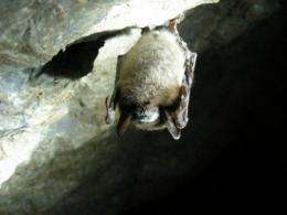 A little brown bat, hanging at Greely Mine in Stockbridge
