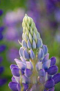 A little lupin improves the bread of life