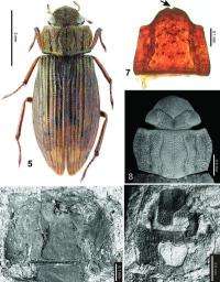 A living species of aquatic beetle found in 20-million-year-old sediments