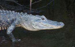 Alligator commuters: Gators' travels link freshwater and marine ecosystems