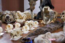 Almost 400 items of illegal animal parts were seized by investigators during a raid in Sydney